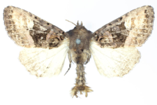 Euplexia luciparia