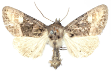 Euplexia luciparia