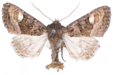 Euplexia luciparia