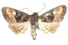 Euplexia luciparia