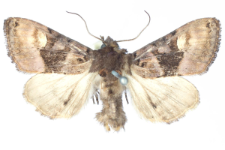 Euplexia luciparia
