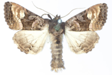 Euplexia luciparia