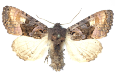 Euplexia luciparia