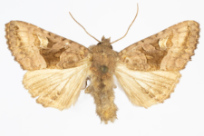 Euplexia luciparia
