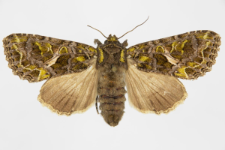 Trachea atriplicis