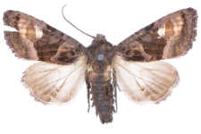 Euplexia luciparia