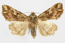 Callopistria juventina