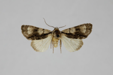 Acronicta alni