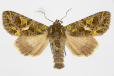 Trachea atriplicis