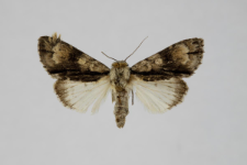 Acronicta alni