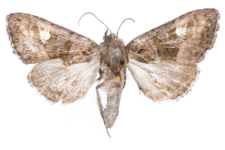 Euplexia luciparia