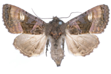Euplexia luciparia