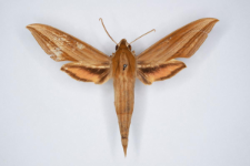 Xylophanes loelia