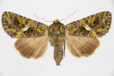 Trachea atriplicis