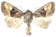 Euplexia luciparia