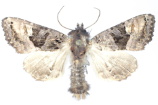 Euplexia luciparia