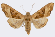 Phlogophora meticulosa