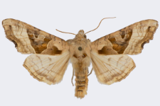 Phlogophora meticulosa