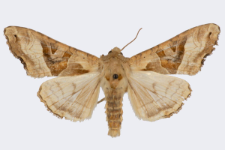 Phlogophora meticulosa