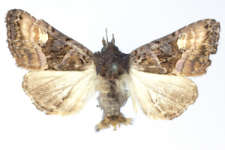 Euplexia luciparia