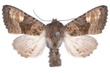 Euplexia luciparia