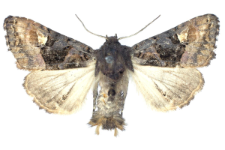 Euplexia luciparia