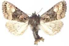Euplexia luciparia