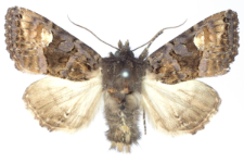 Euplexia luciparia