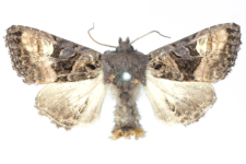 Euplexia luciparia