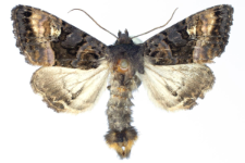 Euplexia luciparia