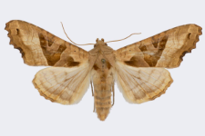 Phlogophora meticulosa
