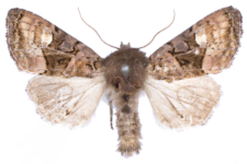 Euplexia luciparia
