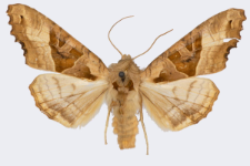 Phlogophora meticulosa