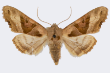 Phlogophora meticulosa
