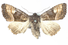 Euplexia luciparia