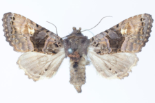 Euplexia luciparia