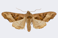 Phlogophora meticulosa
