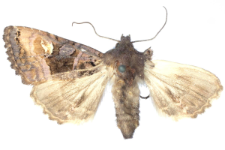 Euplexia luciparia