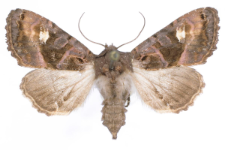 Euplexia luciparia