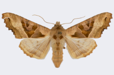 Phlogophora meticulosa