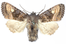 Euplexia luciparia