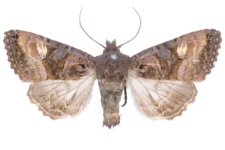 Euplexia luciparia