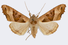 Phlogophora meticulosa