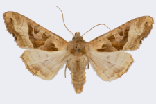 Phlogophora meticulosa