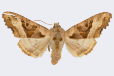 Phlogophora meticulosa