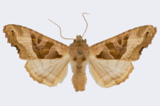 Phlogophora meticulosa
