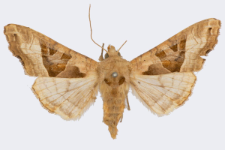 Phlogophora meticulosa
