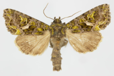 Trachea atriplicis