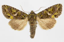 Trachea atriplicis