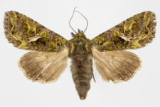 Trachea atriplicis